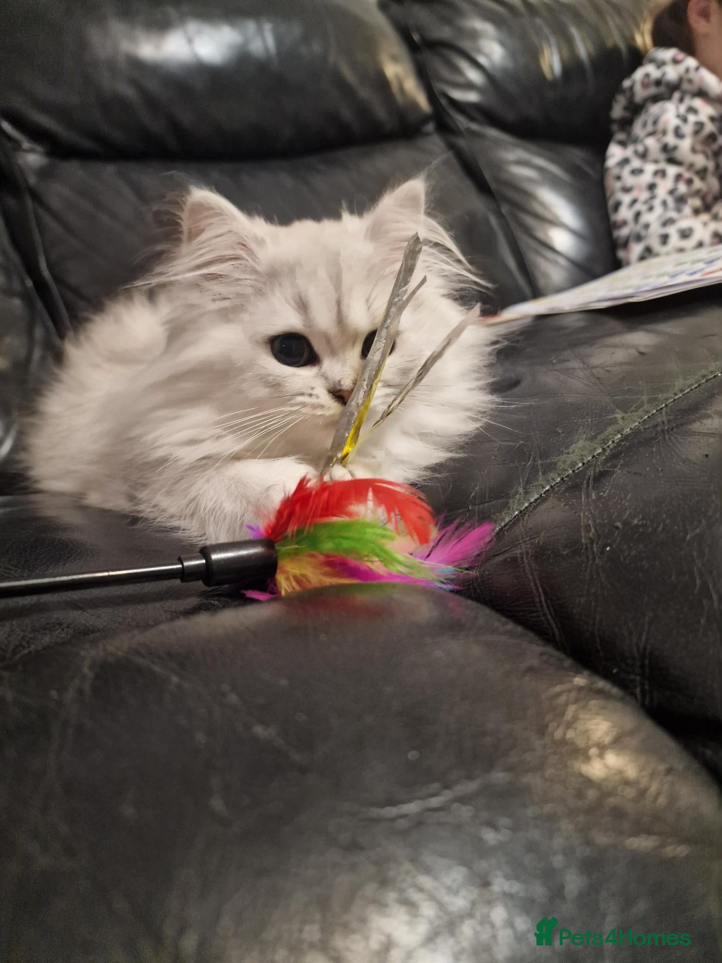 British Longhair cats for sale: 5 Beautiful British Longhair white/silver kittens - Advert 2