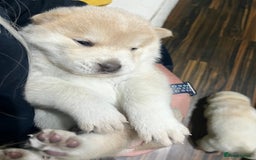 Siberian Husky dogs for sale: 3 fluffy chowski’s  - Advert 24