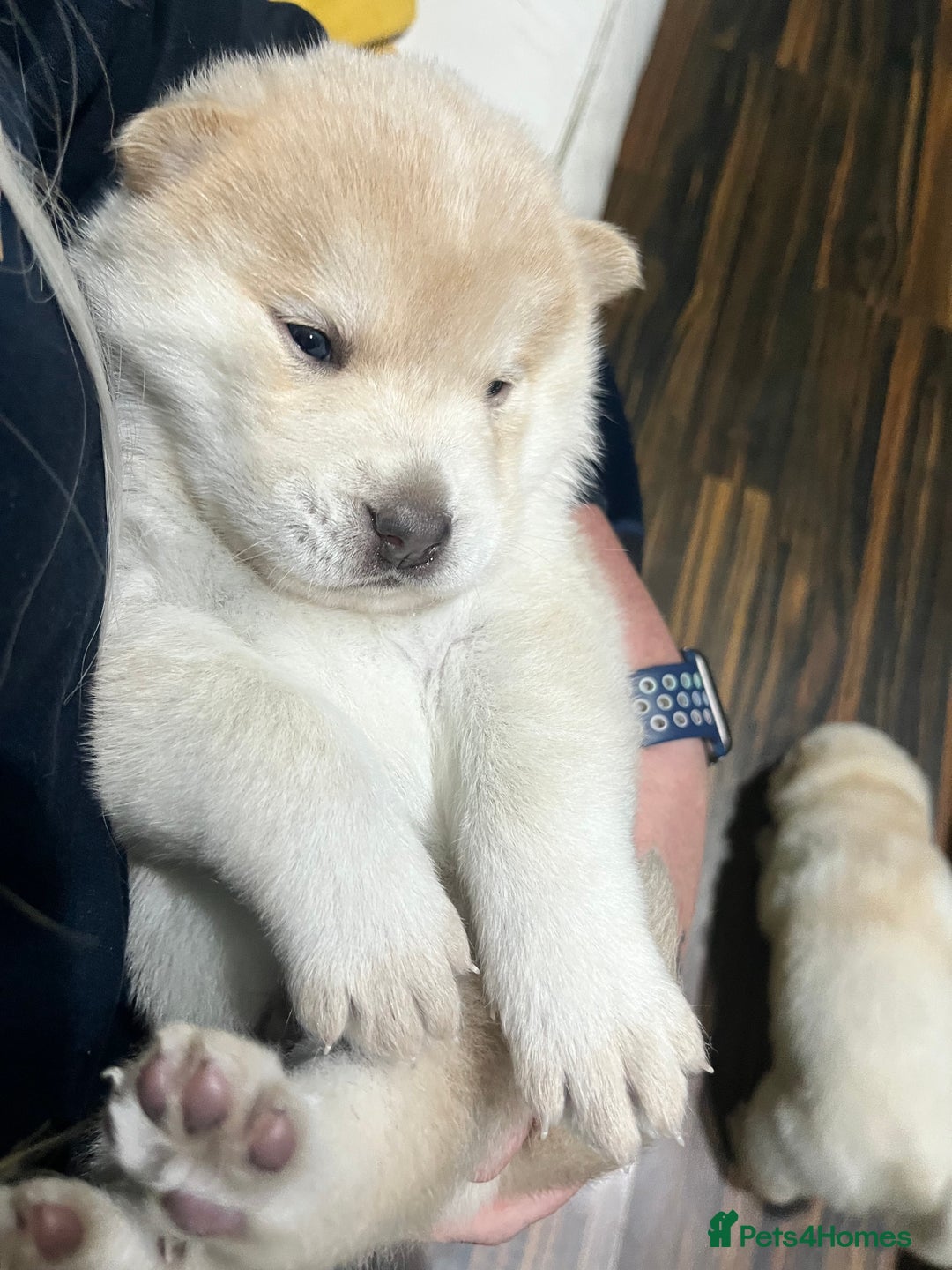 Siberian Husky dogs for sale: 3 fluffy chowski’s  - Advert 24