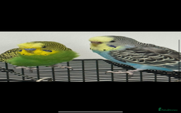 Budgerigars birds for sale: Bonded pair of budgies and cage  in Blackpool - Image 1