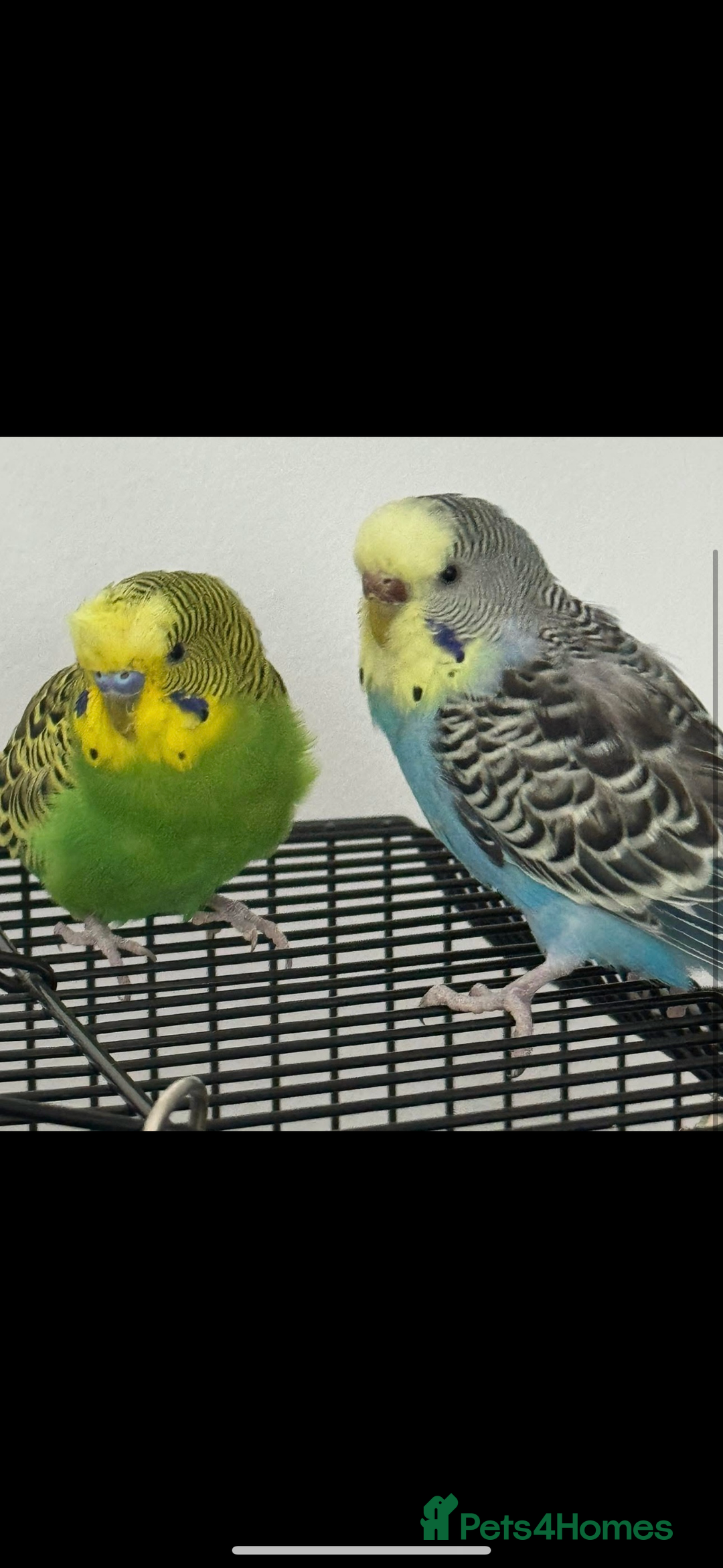 Budgerigars birds for sale: Bonded pair of budgies and cage  in Blackpool - Image 1