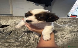Jackapoo dogs for sale: Cavapoo x jack Russell puppies  - Image 28