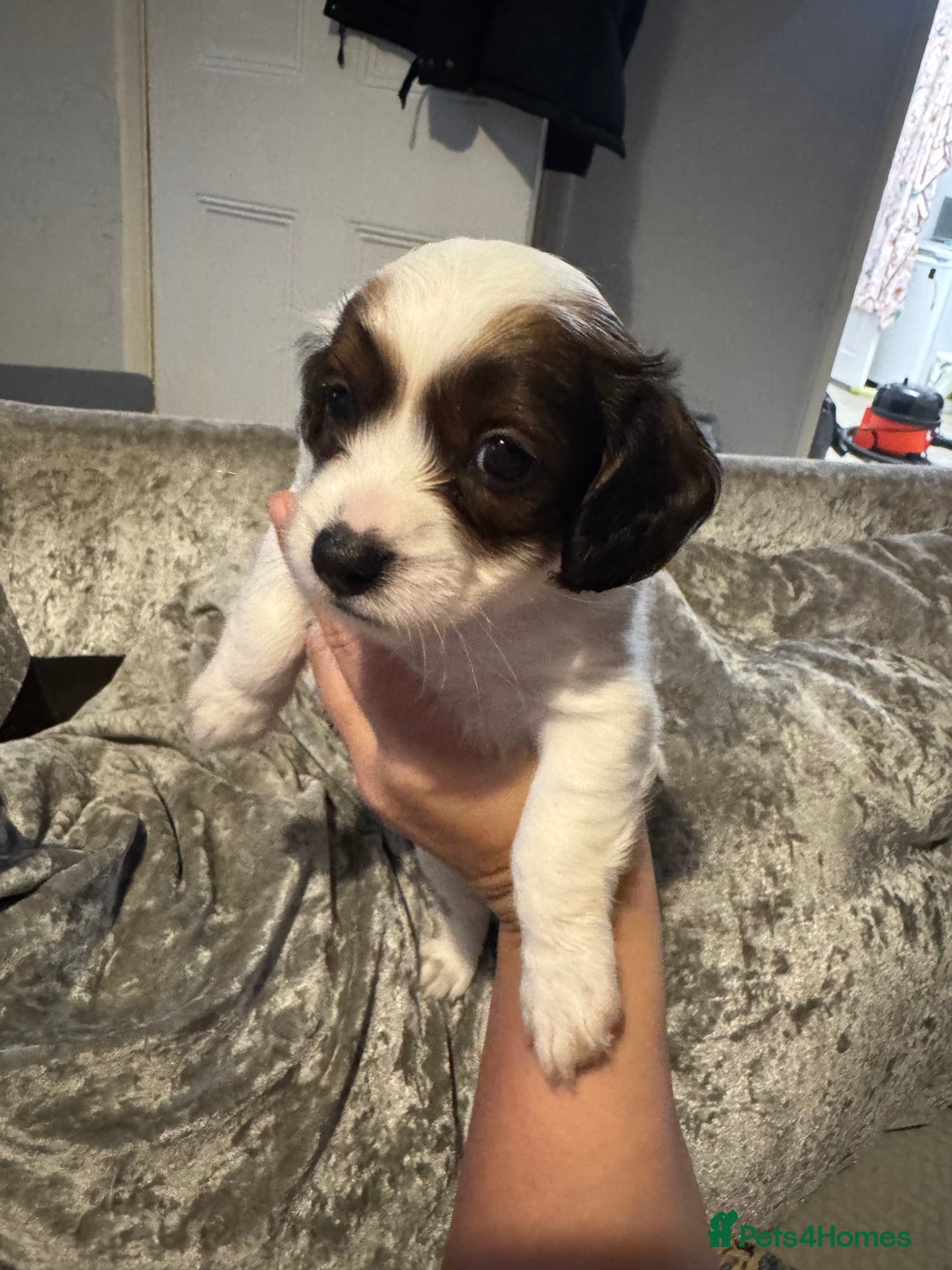 Jackapoo dogs for sale: Cavapoo x jack Russell puppies  - Image 28