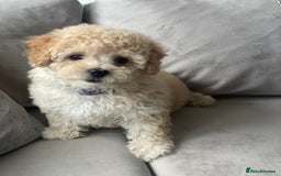 Poochon dogs for sale: Stunning litter - Image 28