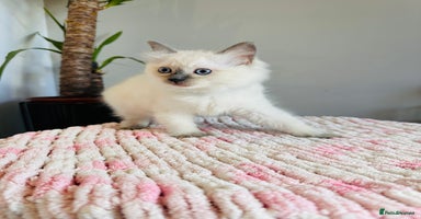 Ragdoll cats - Advert 12