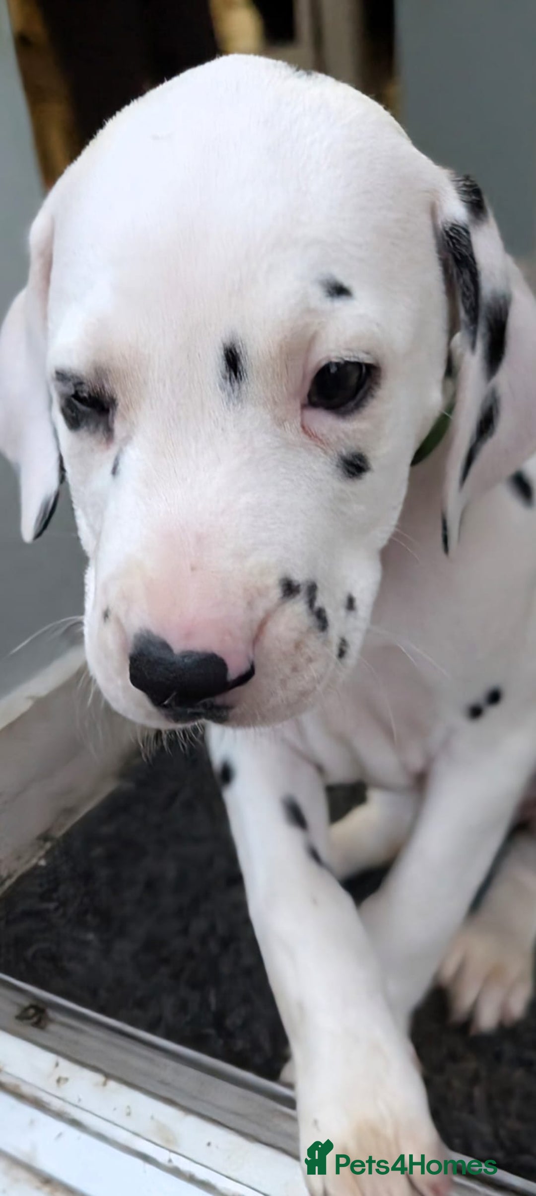 Dalmatian dogs for sale: Dalmatian puppies KC registered last 1 remaining - Advert 14