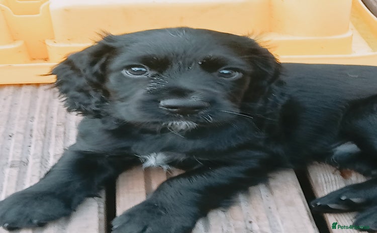 Cocker Spaniel dogs - Advert 1