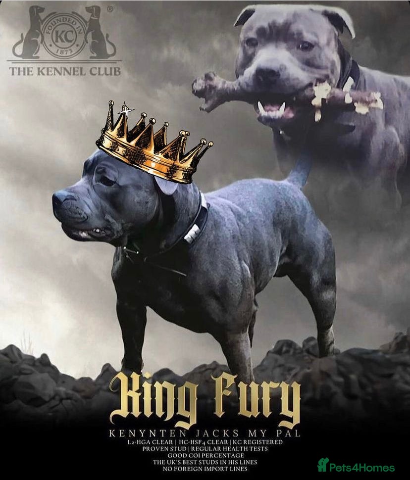 Staffordshire Bull Terrier dogs *ULTIMATE STUD PACKAGE DEAL*KING FURY BEST UK BLUE in Manchester - Advert 4