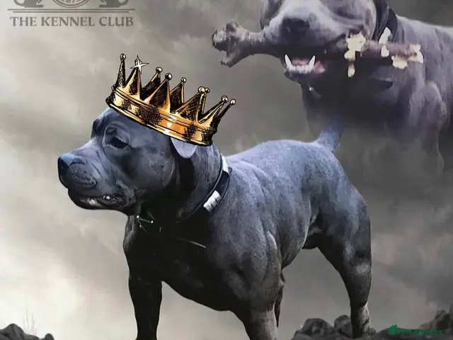 Staffordshire Bull Terrier dogs *ULTIMATE STUD PACKAGE DEAL*KING FURY BEST UK BLUE - Advert 2