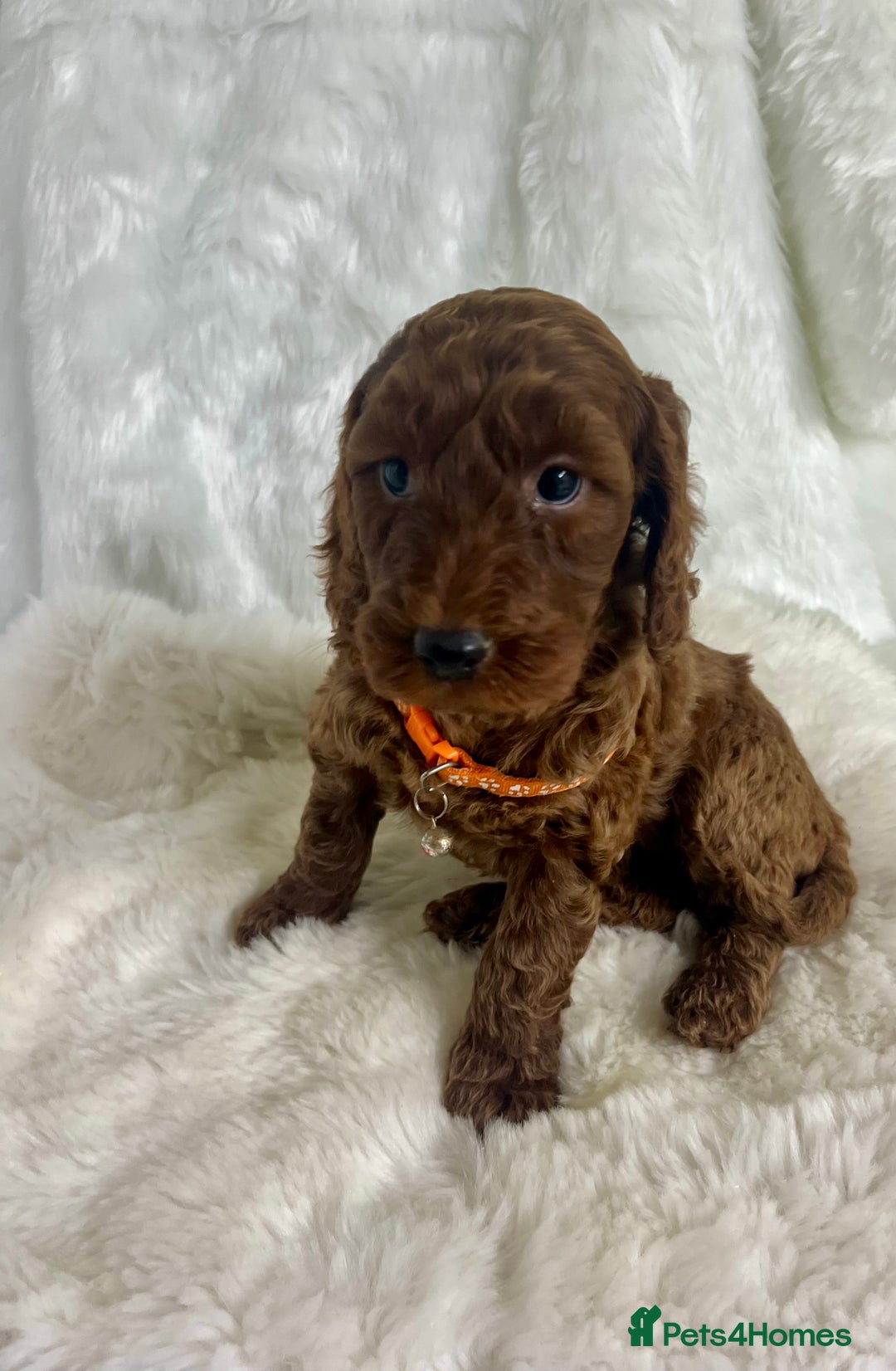 Mini Goldendoodle dogs for sale: Top Quality Miniature Goldendoodle puppies - Advert 7