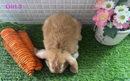 Mini Lop rabbits for sale: Mini lop baby bunnies - Ready now! - Image 34