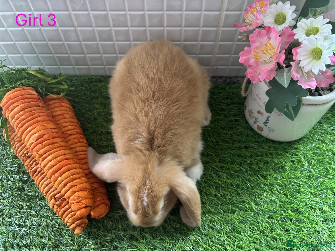 Mini Lop rabbits for sale: Mini lop baby bunnies - Ready now! - Image 34