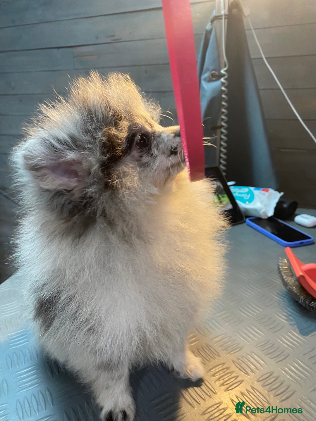 Pomeranian dogs for sale: Super cute sassy poms - Advert 19