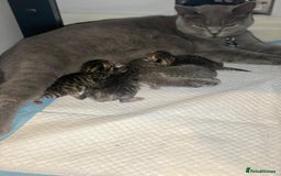 British Shorthair cats for sale: X4 beautiful British short haired kittens - Image 6