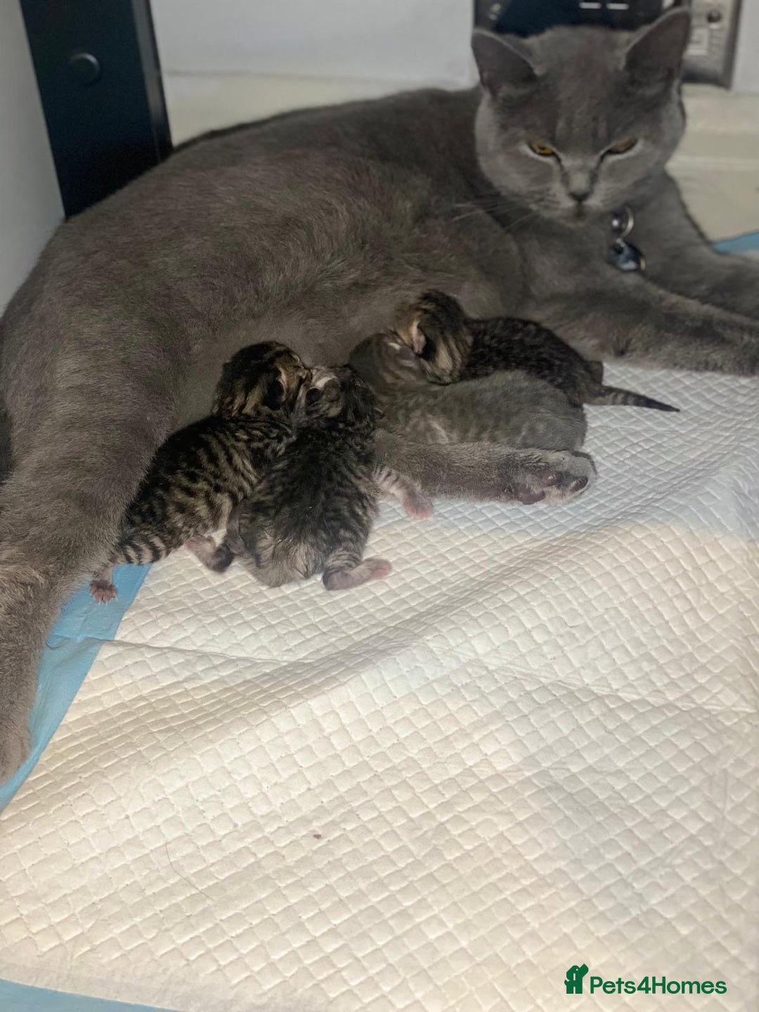 British Shorthair cats for sale: X4 beautiful British short haired kittens - Image 6