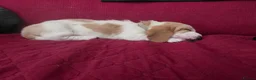 Basset Hound dogs for sale: Basset hound pups kc reg.European lines - Advert 4