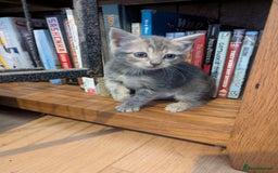 Mixed Breed cats for sale: Beautiful Kittens Ready to Go 4th August - Image 6