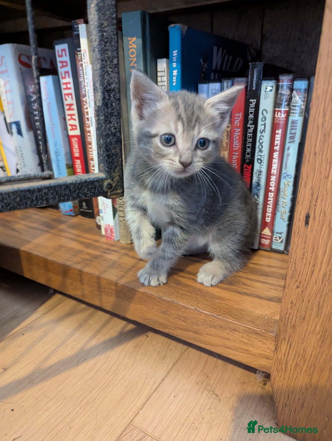 Mixed Breed cats for sale: Beautiful Kittens Ready to Go 4th August - Image 6