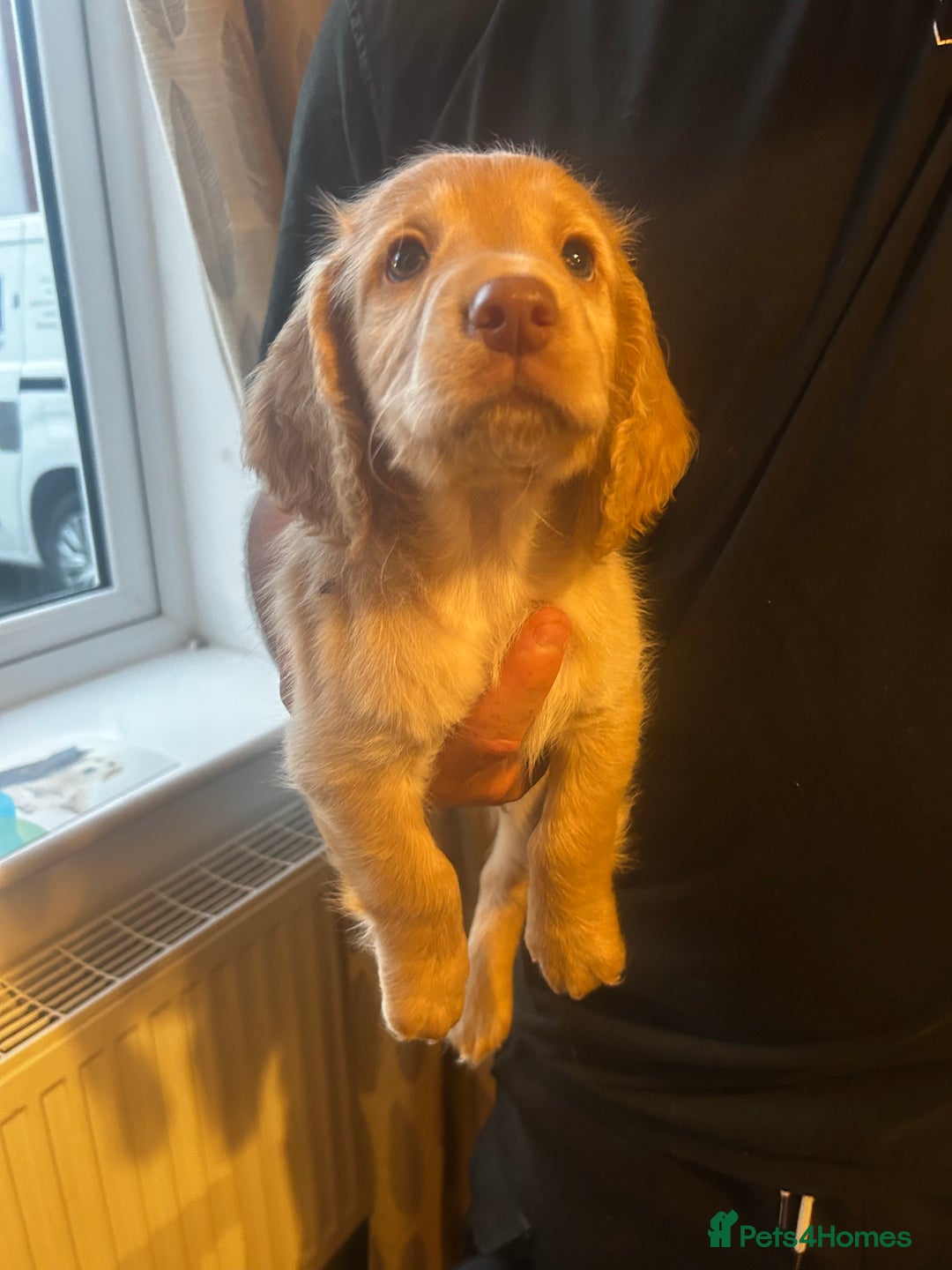 Cocker Spaniel dogs for stud: Beautiful blue roan cocker spaniel for STUD! - Image 9