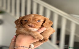 Cocker Spaniel dogs for sale: Cocker spaniel (working cocker spaniel)   - Image 21