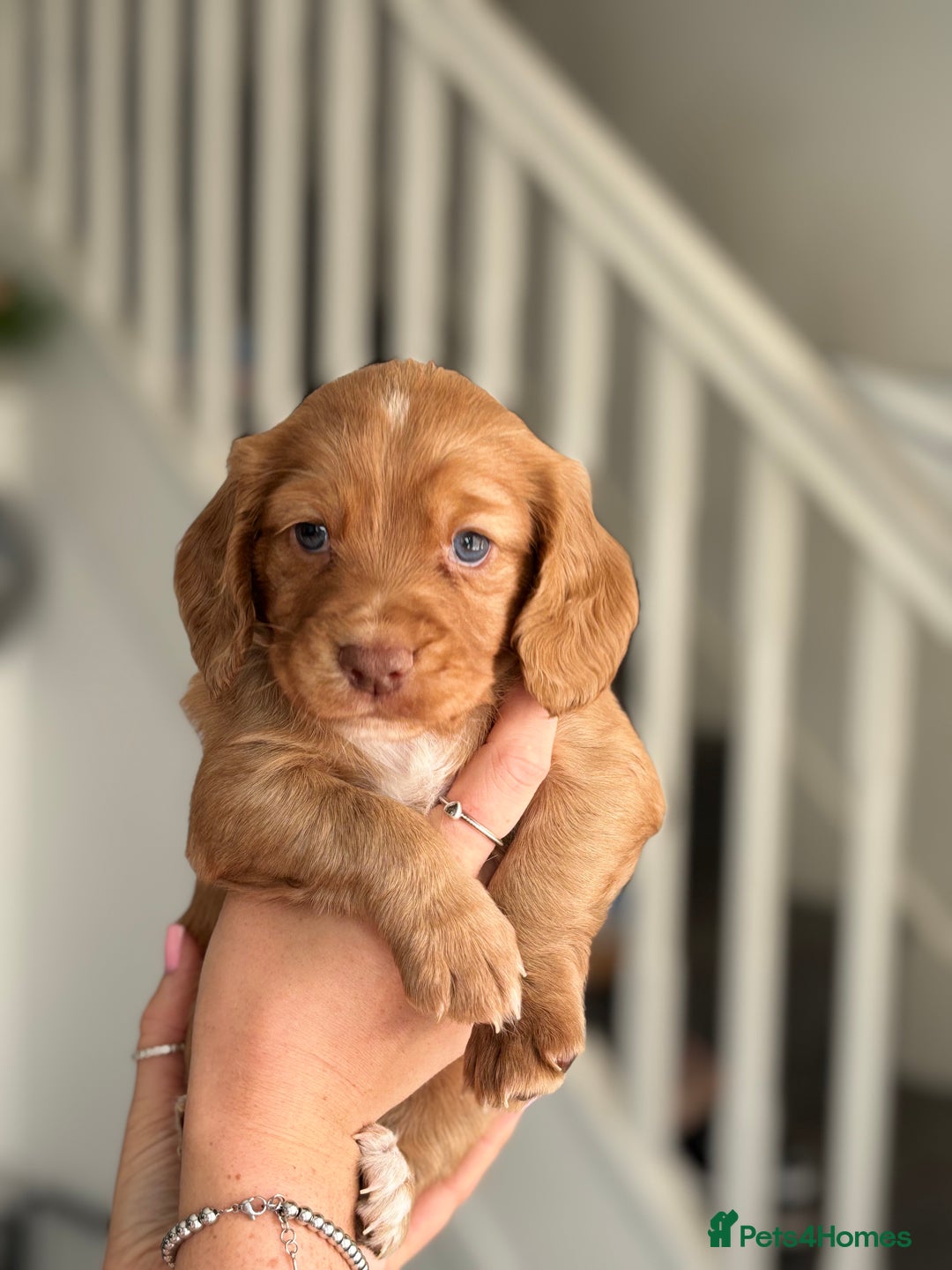 Cocker Spaniel dogs for sale: Cocker spaniel (working cocker spaniel)   - Image 21