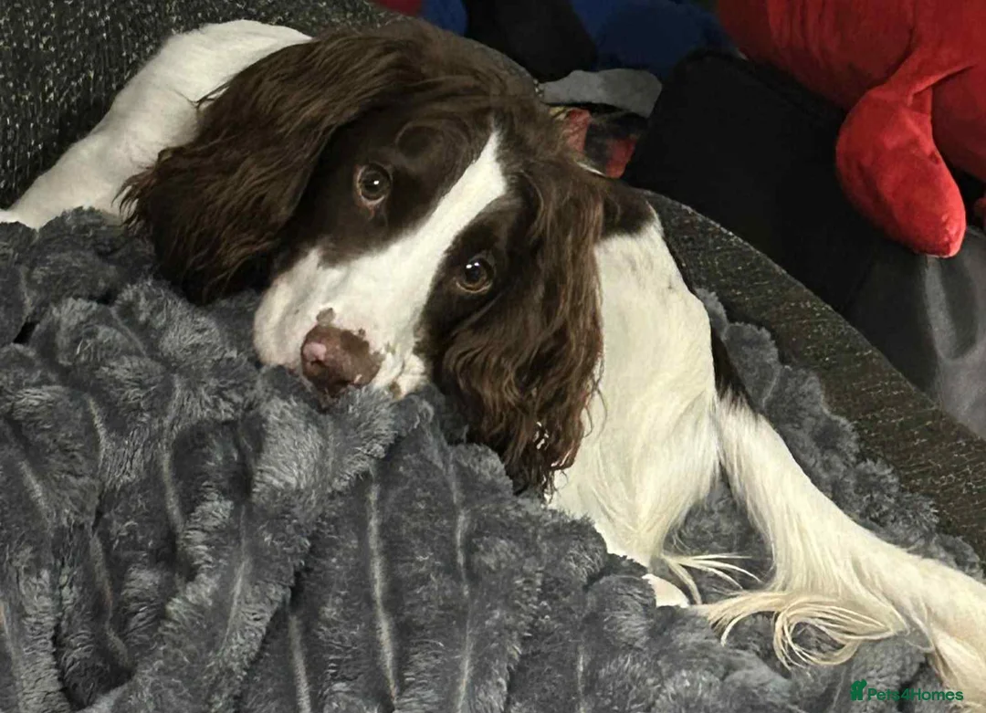 Cocker Spaniel dogs for stud: PET FOR STUD - Advert 1