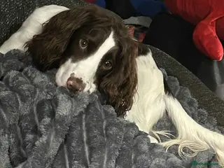 Cocker Spaniel dogs PET FOR STUD - Advert 1