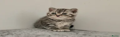 British Shorthair - Black Tipped Silver - Girl