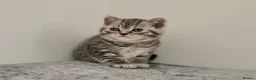 British Shorthair cats for sale: 🏆 Pedigree Silver British Shorthair Kittens 🏆 - Advert 13