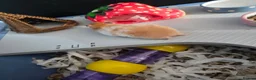 Hamster rodents for sale: Syrian female hamster  - Advert 7