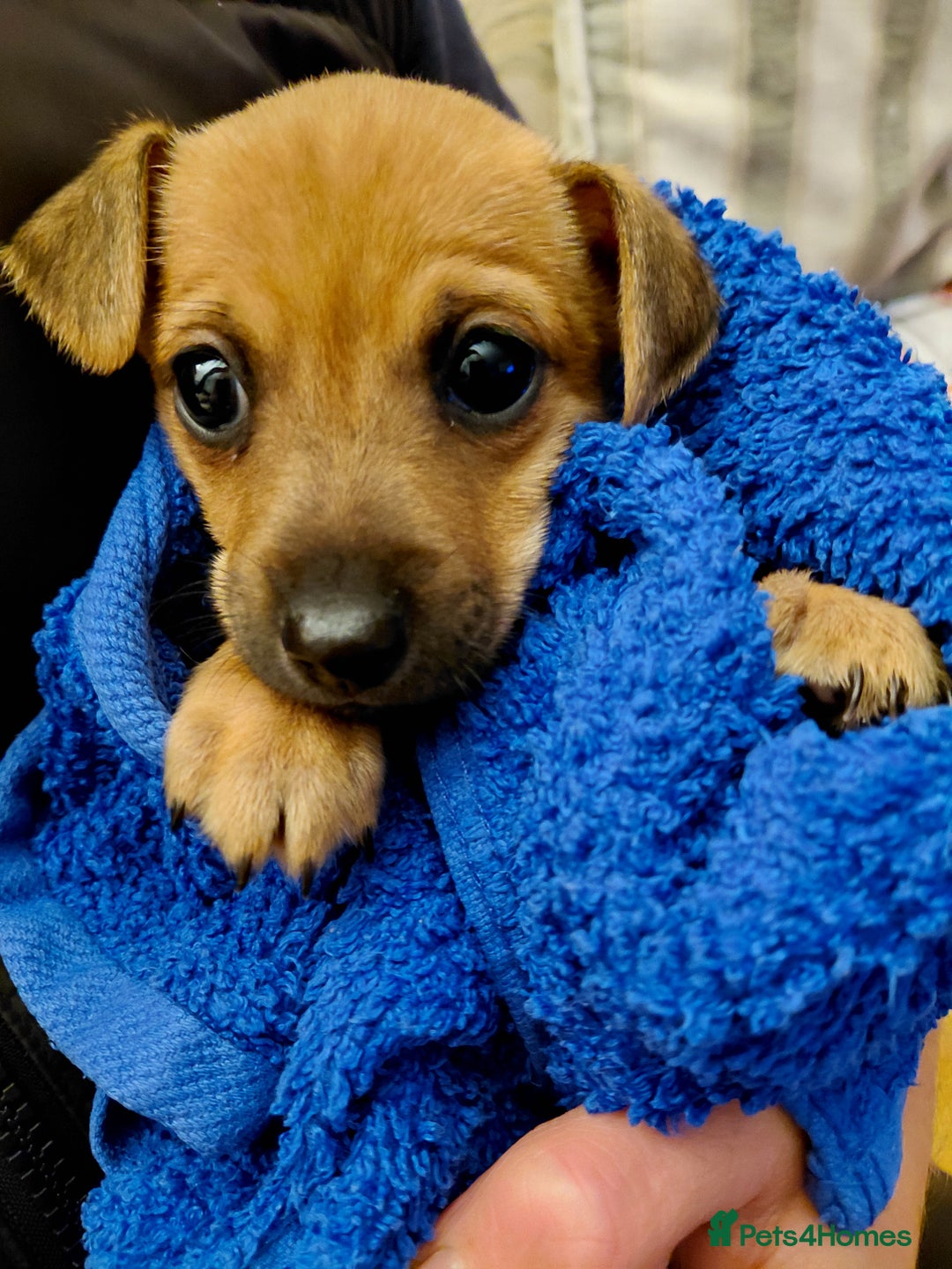 Jack Russell dogs for sale: Jack Russell Puppies - Advert 2