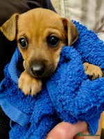 Jack Russell dogs Jack Russell Puppies - Advert 4