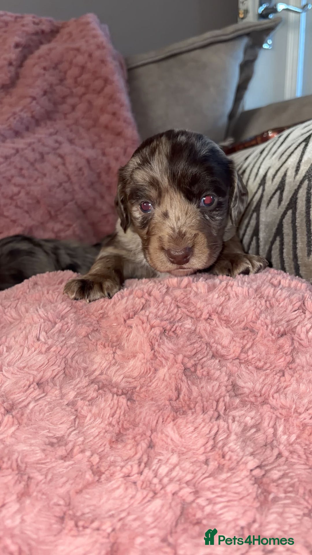 Cocker Spaniel dogs for sale: Cocker spaniel puppies - Advert 6