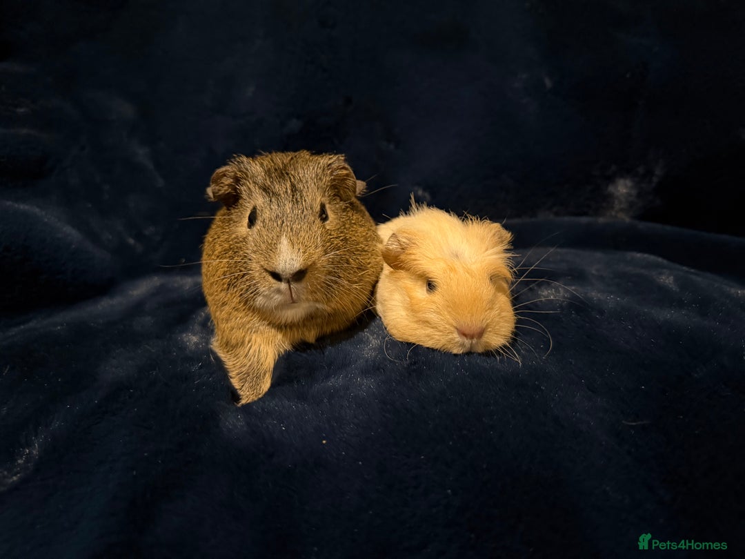 Guinea Pig rodents for sale: Baby male Guinea pigs  - Image 5