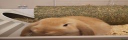 Mini Lop rabbits for sale: 2 mini lop males - Advert 1
