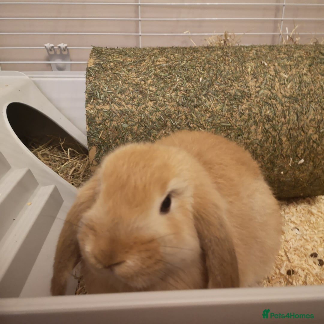 Mini Lop rabbits for sale: 2 mini lop males - Advert 1
