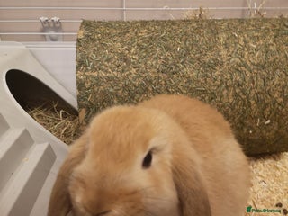 Mini Lop rabbits 2 mini lop males - Advert 1