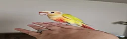 Conures birds for sale: Beautiful fully hand reared conures  - Advert 2