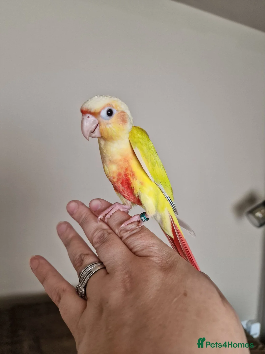 Conures birds for sale: Beautiful fully hand reared conures  - Advert 2