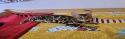 Bengal cats for stud: Bengal cat for stud, Calvin. in Peterborough - Advert 36
