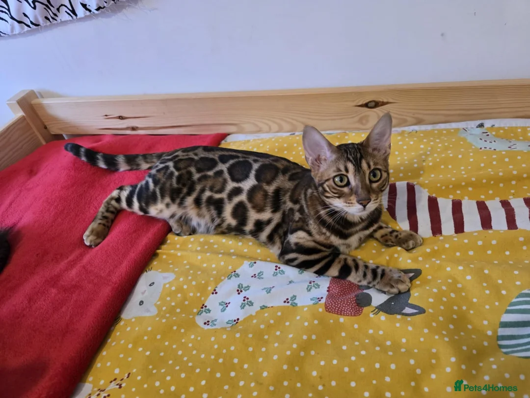 Bengal cats for stud: Bengal cat for stud, Calvin. in Peterborough - Advert 37
