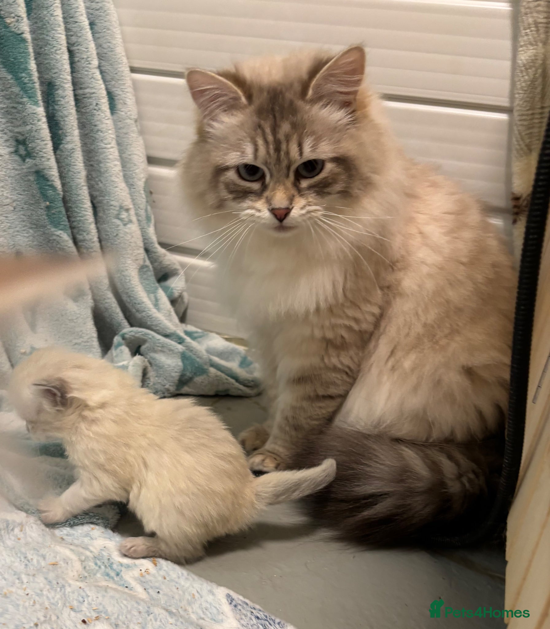 Siberian cats Registered kittens - Advert 7