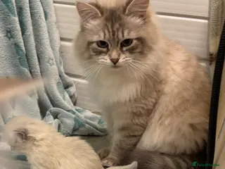 Siberian cats Registered kittens - Advert 17