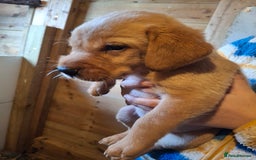 Labrador Retriever dogs for sale: Red 5th generation pedigree labrador  - Image 20