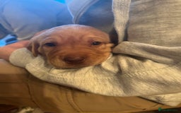 Labrador Retriever dogs for sale: Fox Red / yellow Labrador puppies for sale - Image 14