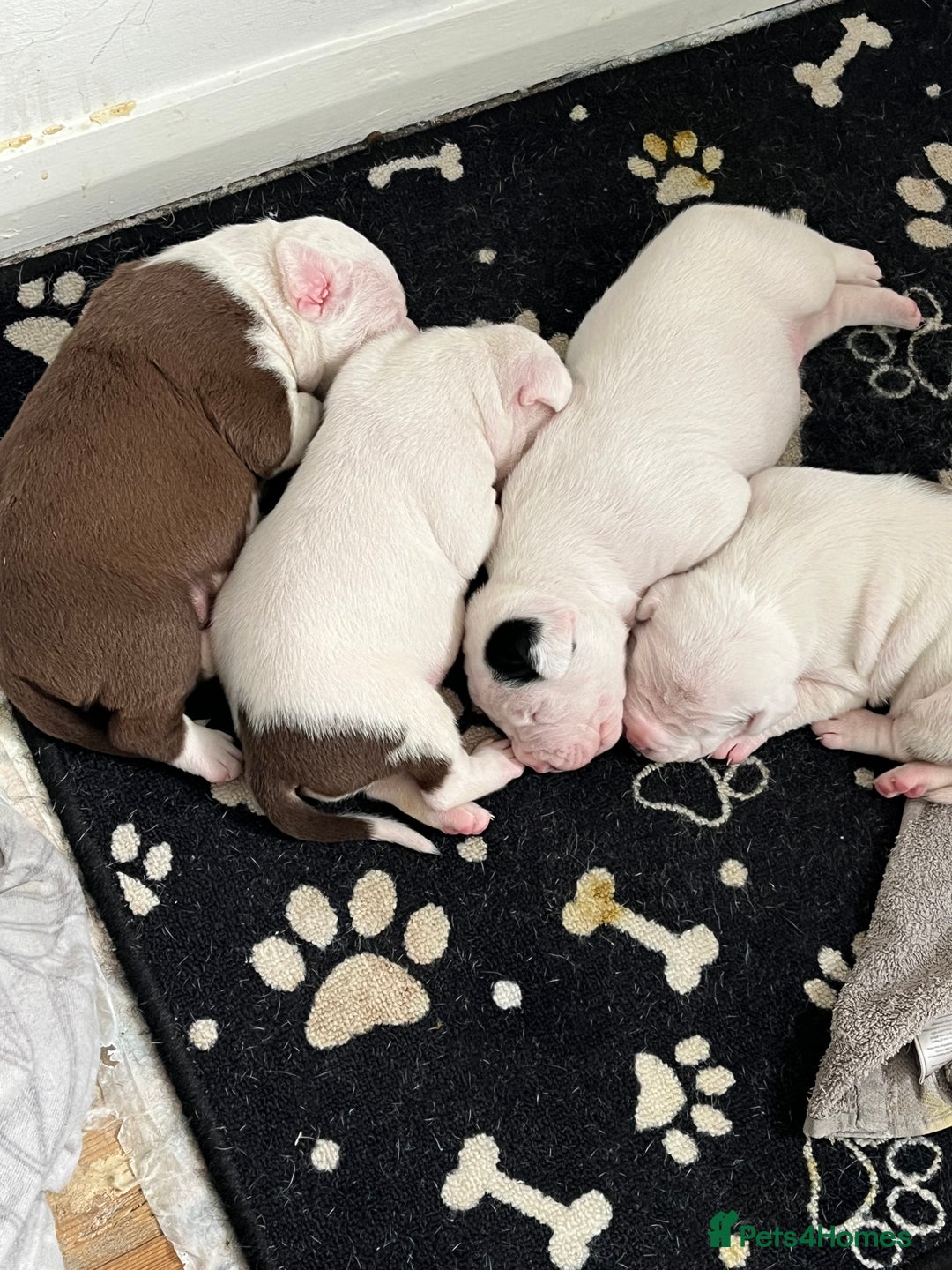 Mixed Breed dogs for sale: 4 beautiful American bully cross staffy puppies - Image 22