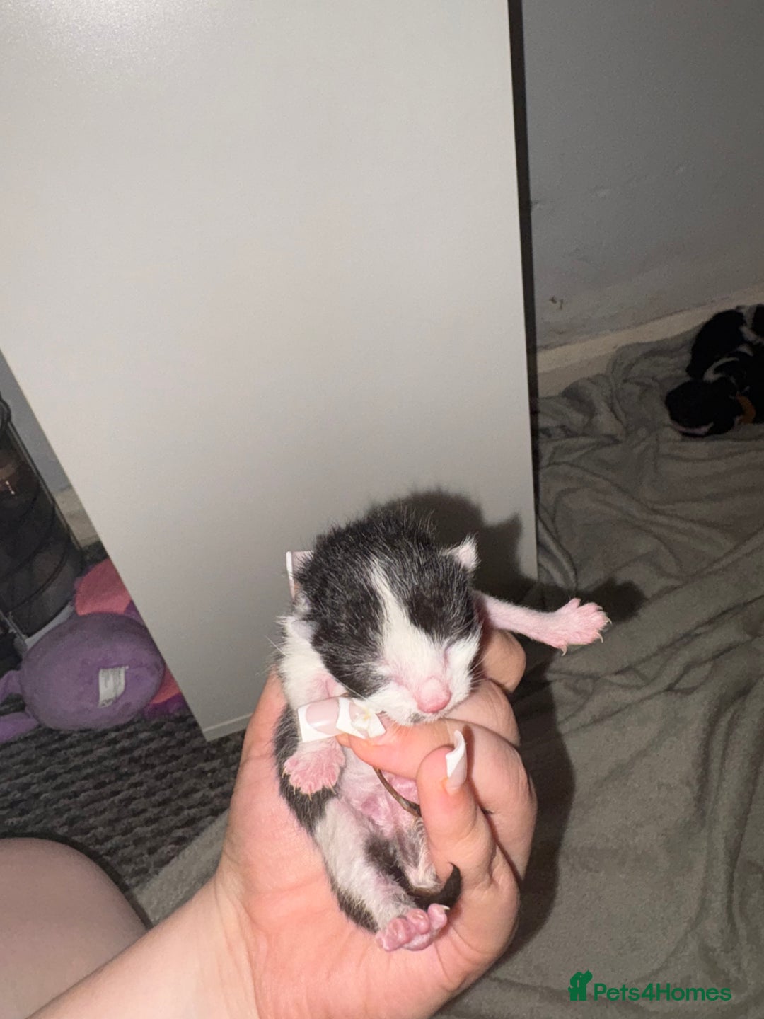Domestic Shorthair cats for sale: Kittens for sale  - Image 19