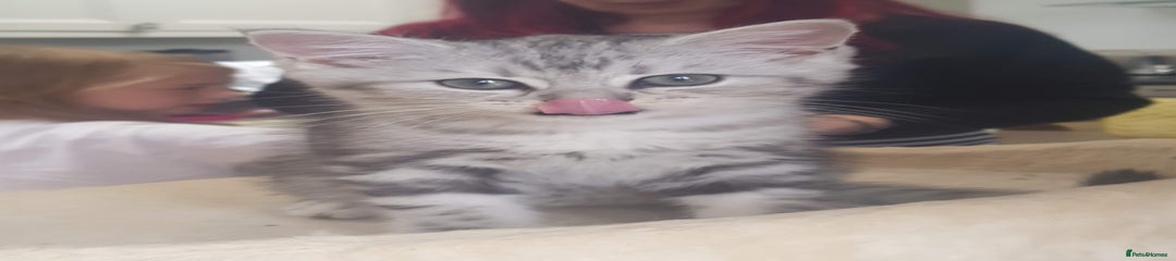 Persian Kitten 2 girl