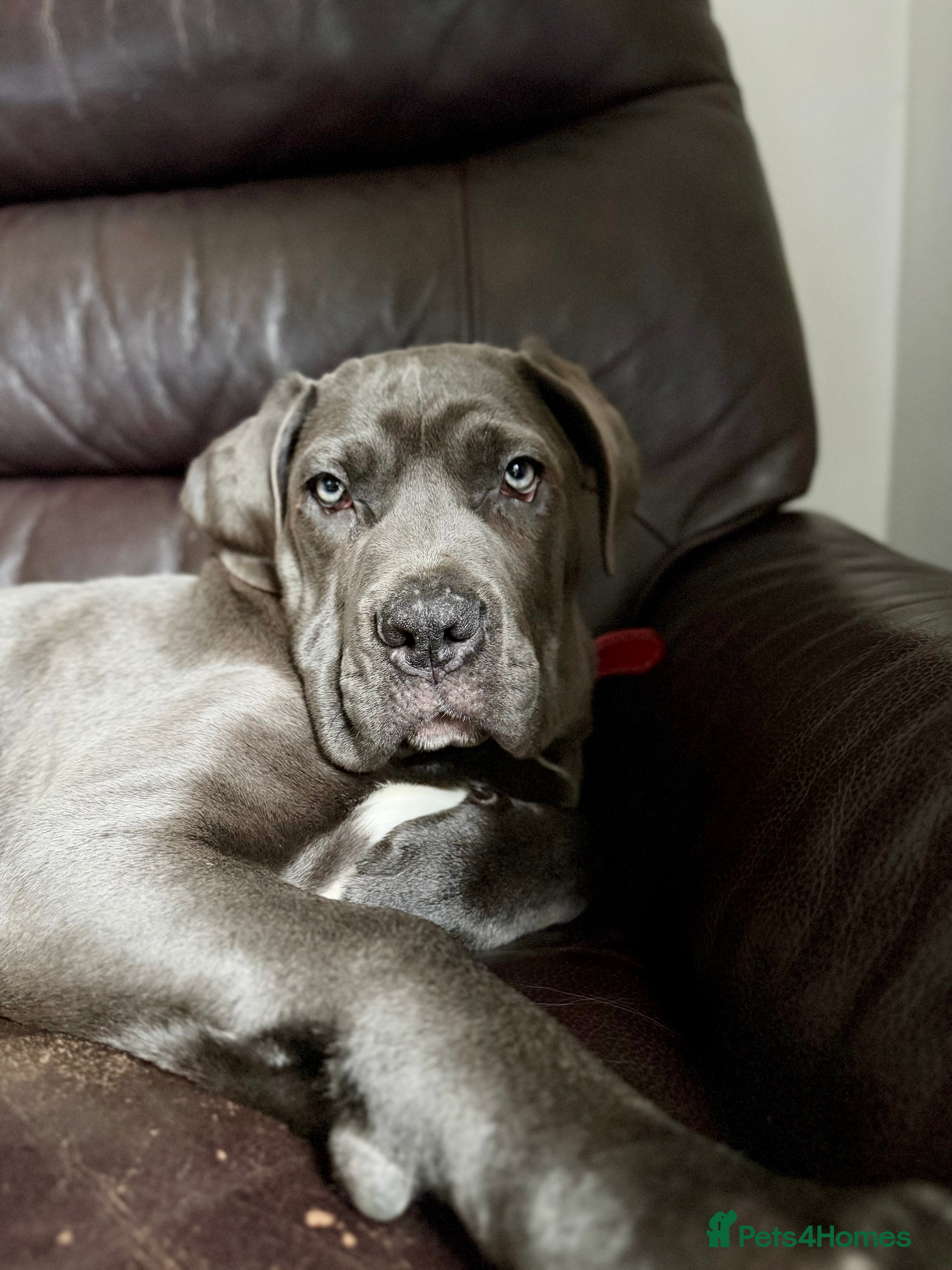 Cane Corso dogs Cane corso - Advert 2