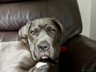 Cane Corso dogs Cane corso - Advert 1